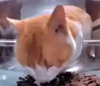 Cat Eating Then Looking At The Camera meme template