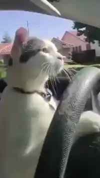 Cat driving gif meme template