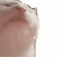 Cat nodding meme template