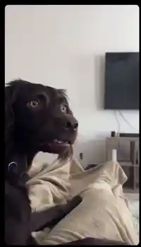 Confused dog meme template