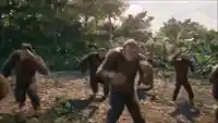 Dancing monkeys meme template