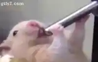 Deepthroating hamster meme template