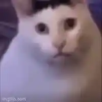 Huh cat meme template