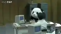Panda Cheese Destroy Computers meme template