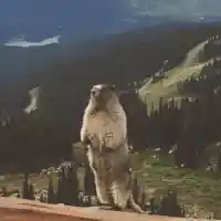 Screaming Marmot meme template