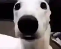 Shivering Dog meme template