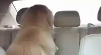 Smiling Evil Dog meme template