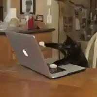 Typing kitty meme template
