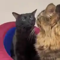 black cat zoning out meme template