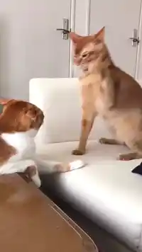 cat hitting head meme template