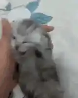 insane cat meme template
