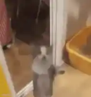 jumping kitten meme template