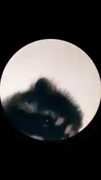 pedro racoon meme template