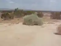tumbleweed meme template