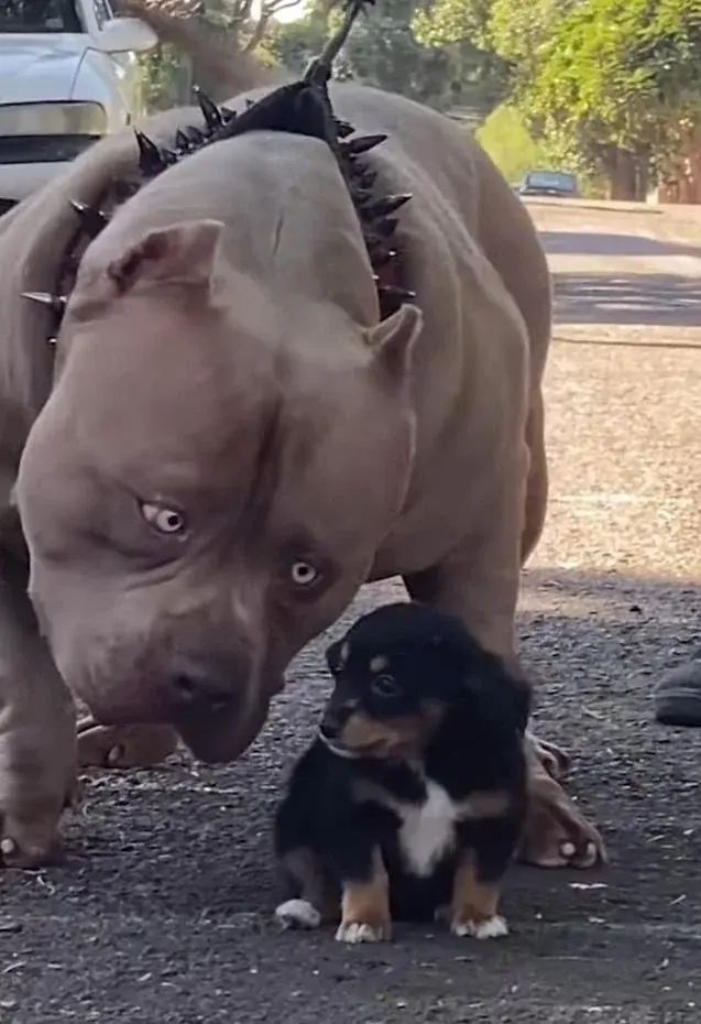 big dog watching little dog meme template