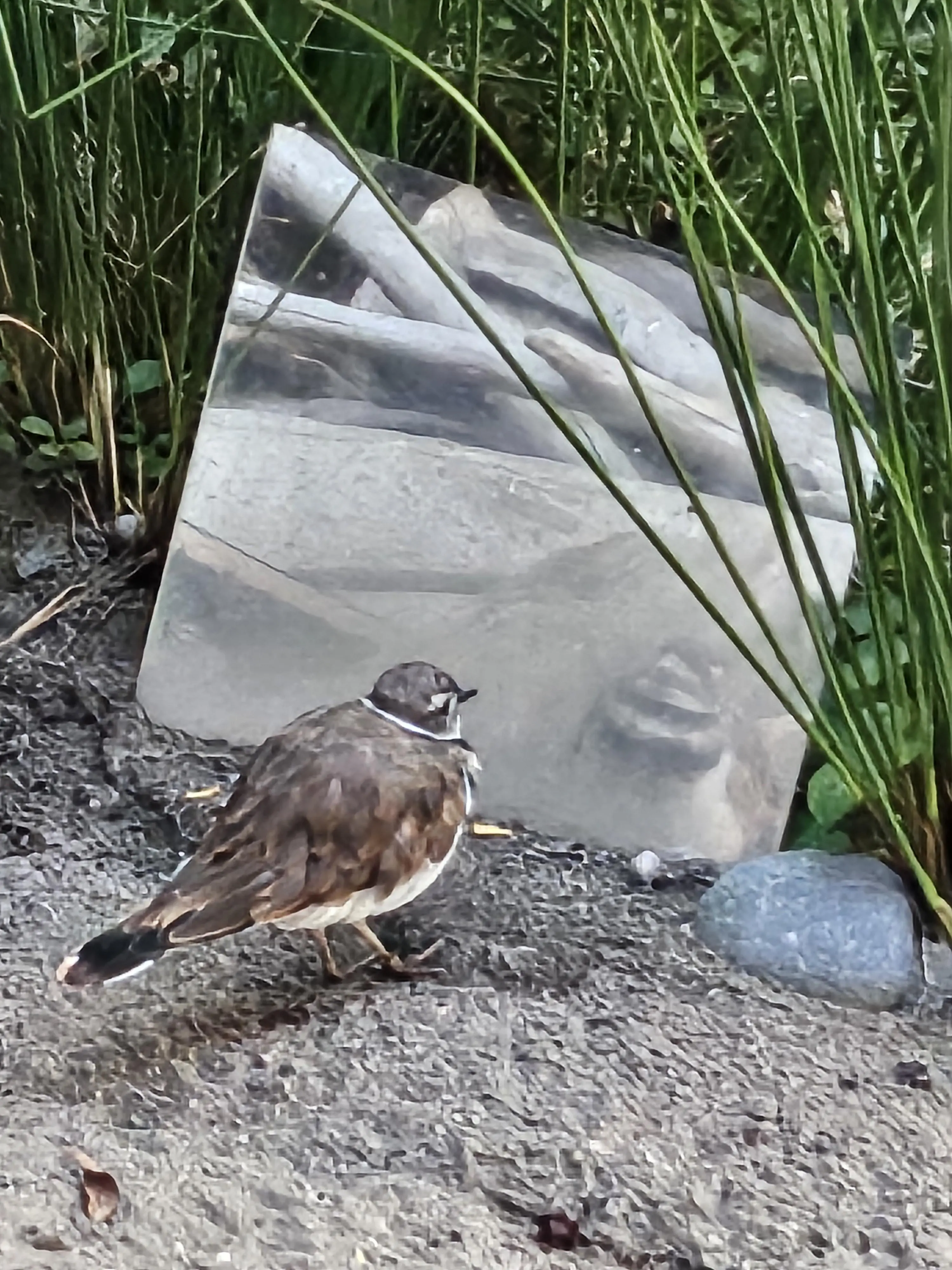 Bird staring at Mirror meme template
