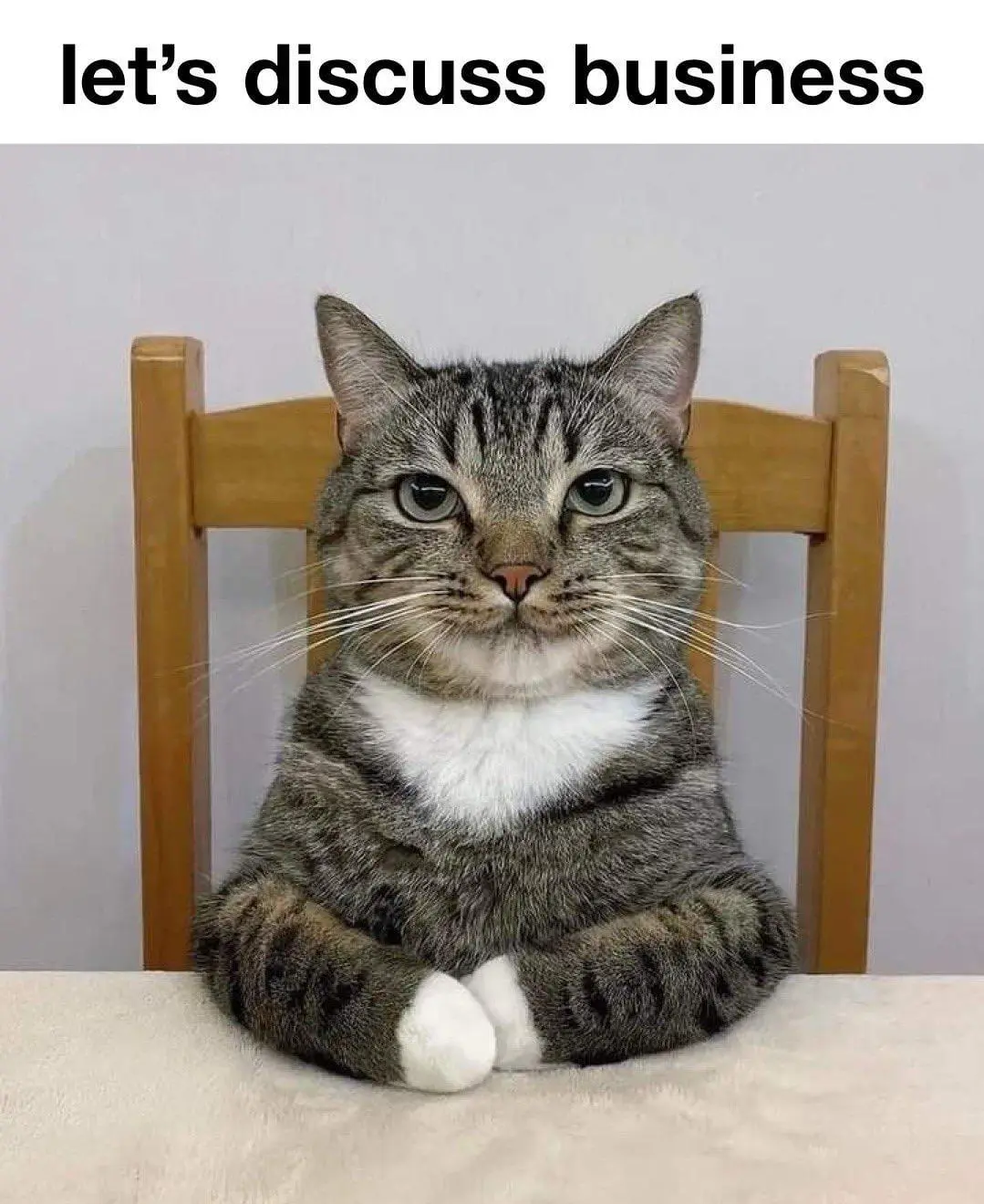 Business cat meme template