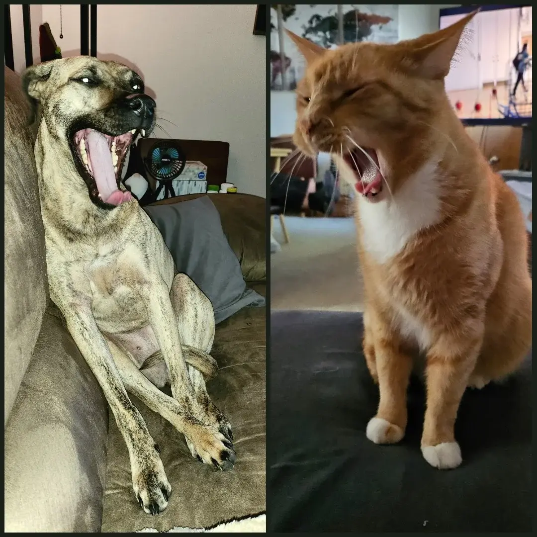 dog and cat yelling meme template