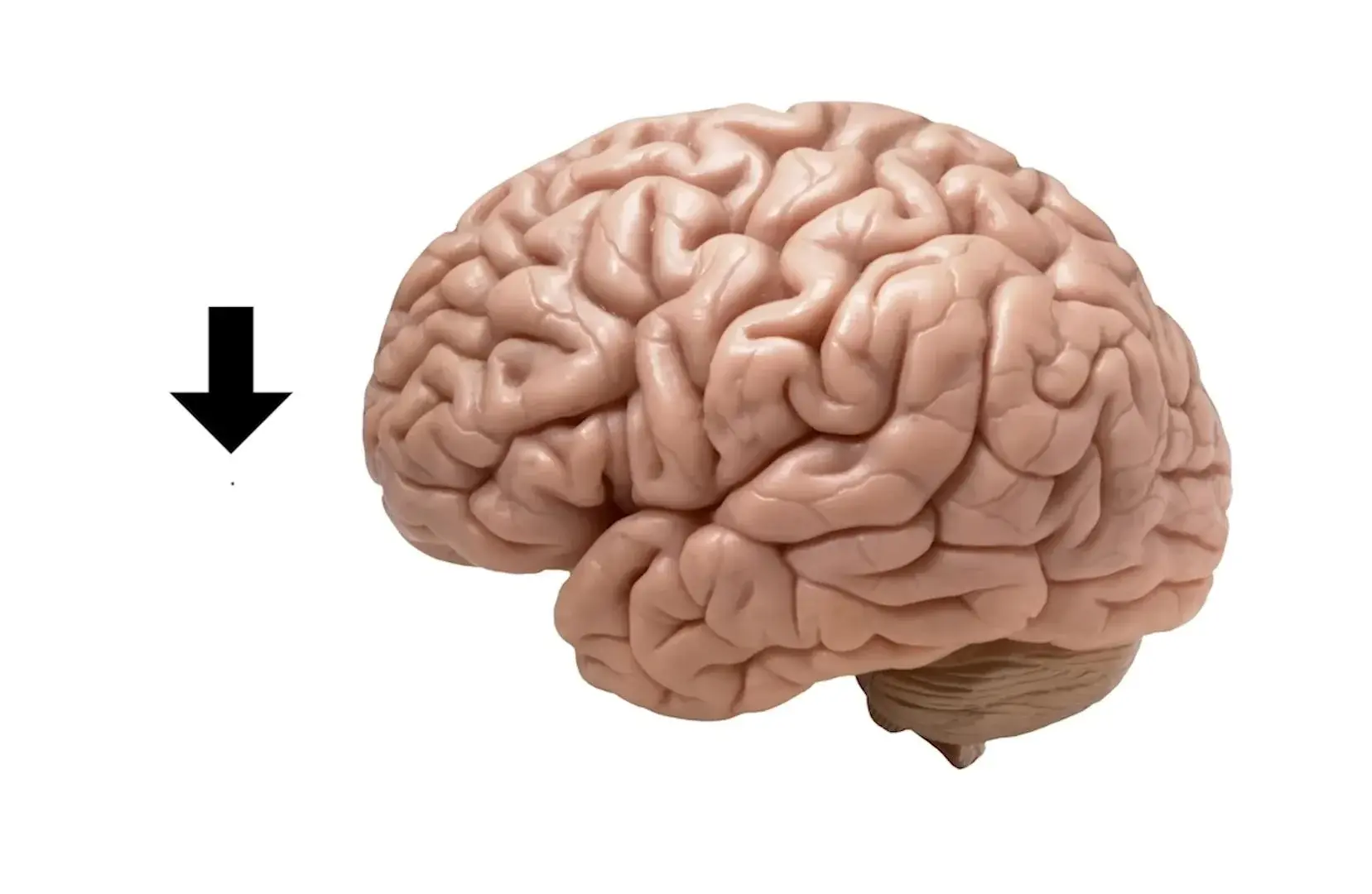 human brain next to bee brain meme template