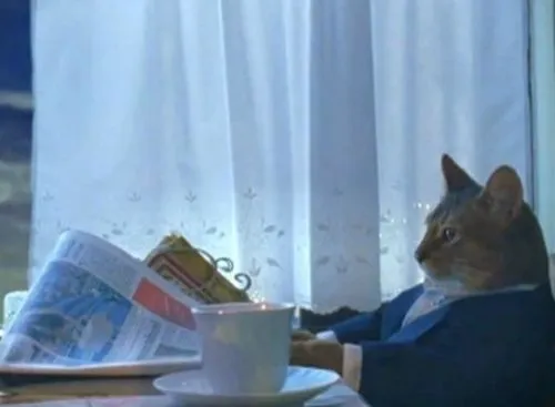 I Should Buy A Boat Cat meme template