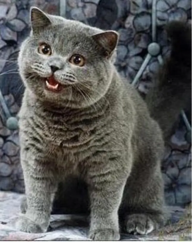 i can has cheezburger meme template