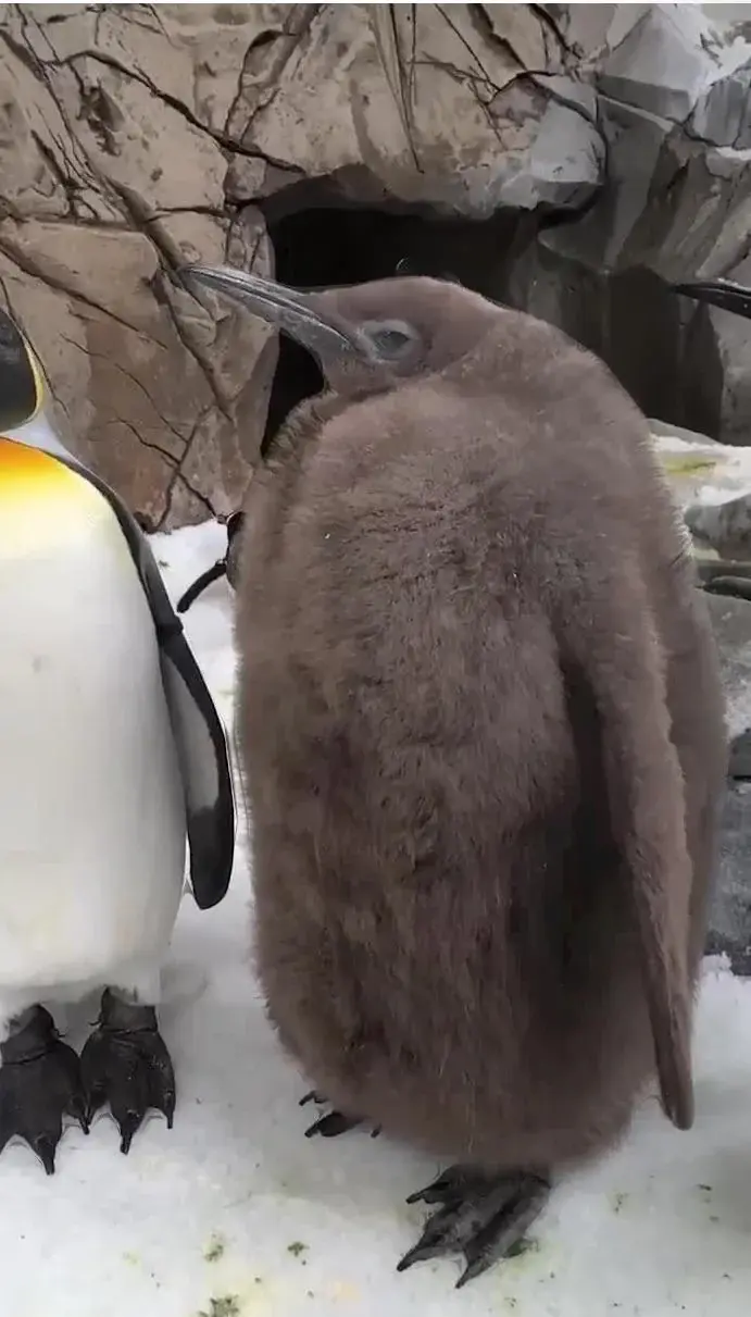 Pesto the Penguin meme template