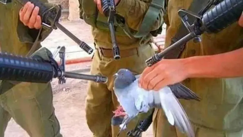 pigeon and rifles meme template