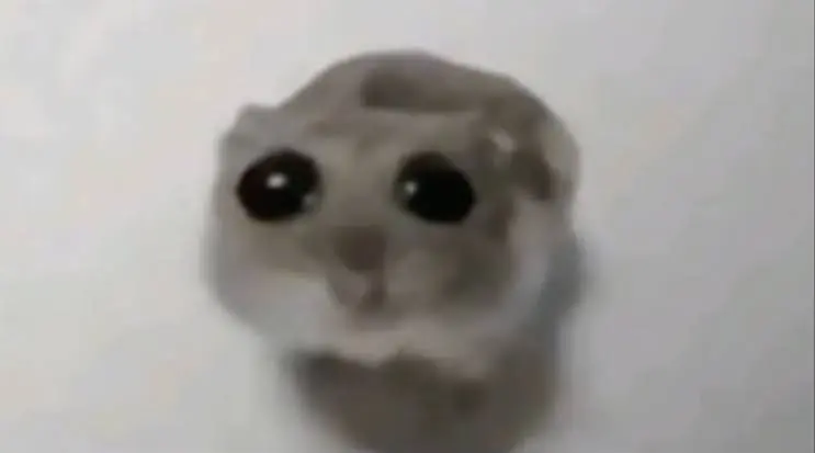 Sad Hamster meme template