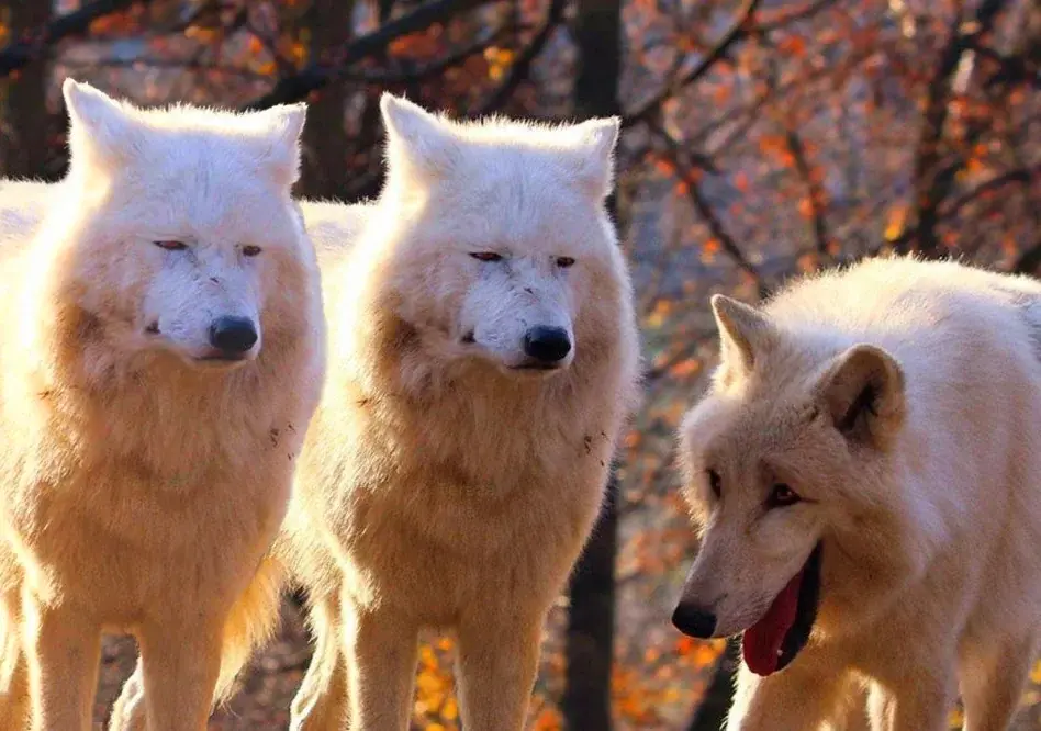 serious and laughing wolves meme template