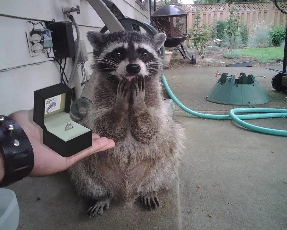 surprised raccoon meme template