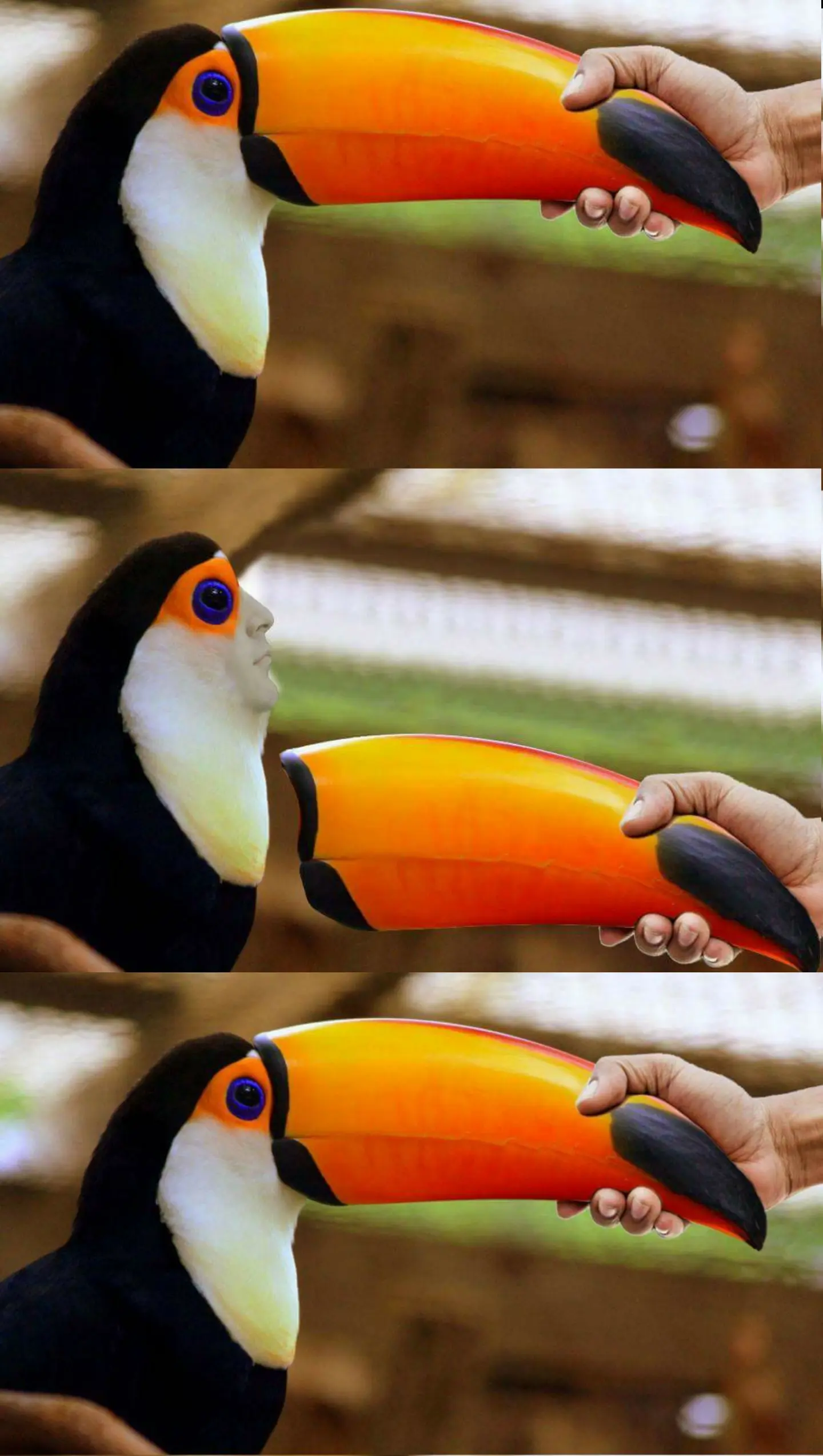 toucan costume meme template